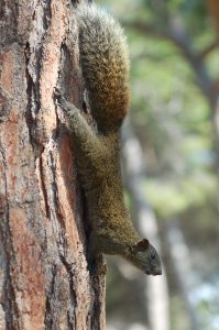 Ecureuil à ventre rouge - JLChapuis
